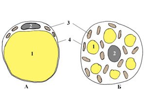 ЖИР - ЖИРОВАЯ ТКАНЬ - Клетки белой (А) и бурой (Б) жировой ткани